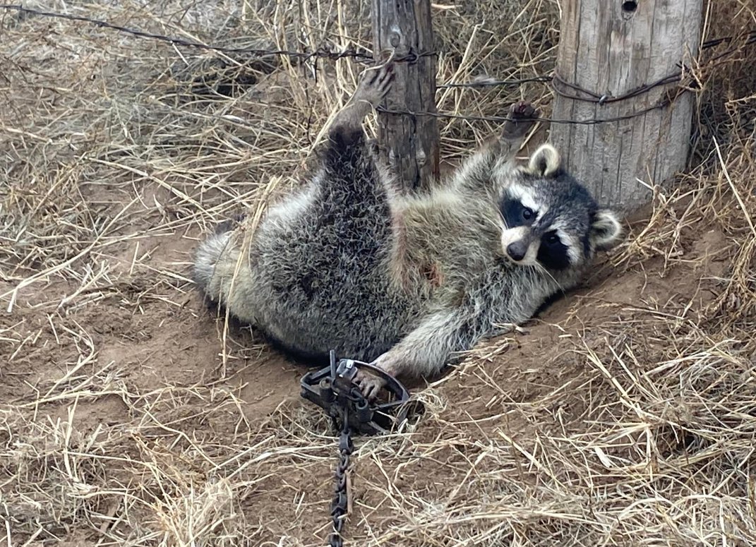 If we were to say that trappers are completely devoid of compassion and empathy, would you agree? 

#BanTrapping #Raccoon #CompassionOverKilling #ProtectWildlife #Coexist #TrappingIsASickness