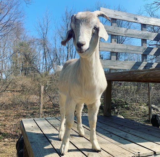 Hard to choose who from our farm gets featured in #PetsOfCALM but Soren here is the GOAT and said he gets dibs #LibCALM