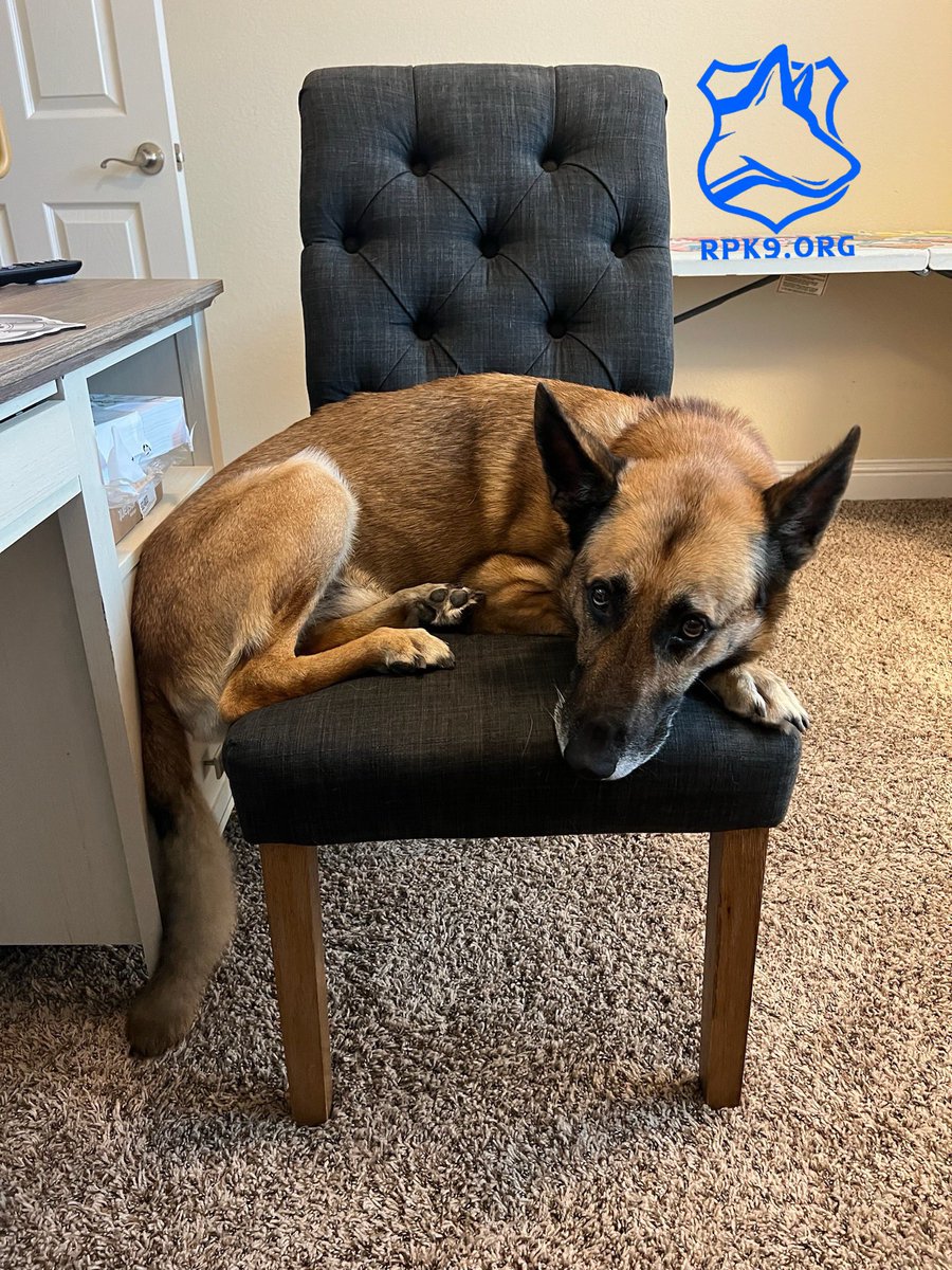 Oh, don’t mind me! Program K9 Atka, knows how to make herself comfortable! 🤪 • 𝗥𝗲𝘁𝗶𝗿𝗲𝗱 𝗣𝗼𝗹𝗶𝗰𝗲 𝗖𝗮𝗻𝗶𝗻𝗲 𝗙𝗼𝘂𝗻𝗱𝗮𝘁𝗶𝗼𝗻 is a 501(c)3 not-for-profit organization providing no cost veterinary care and food for police and military canines nationwide 🐾