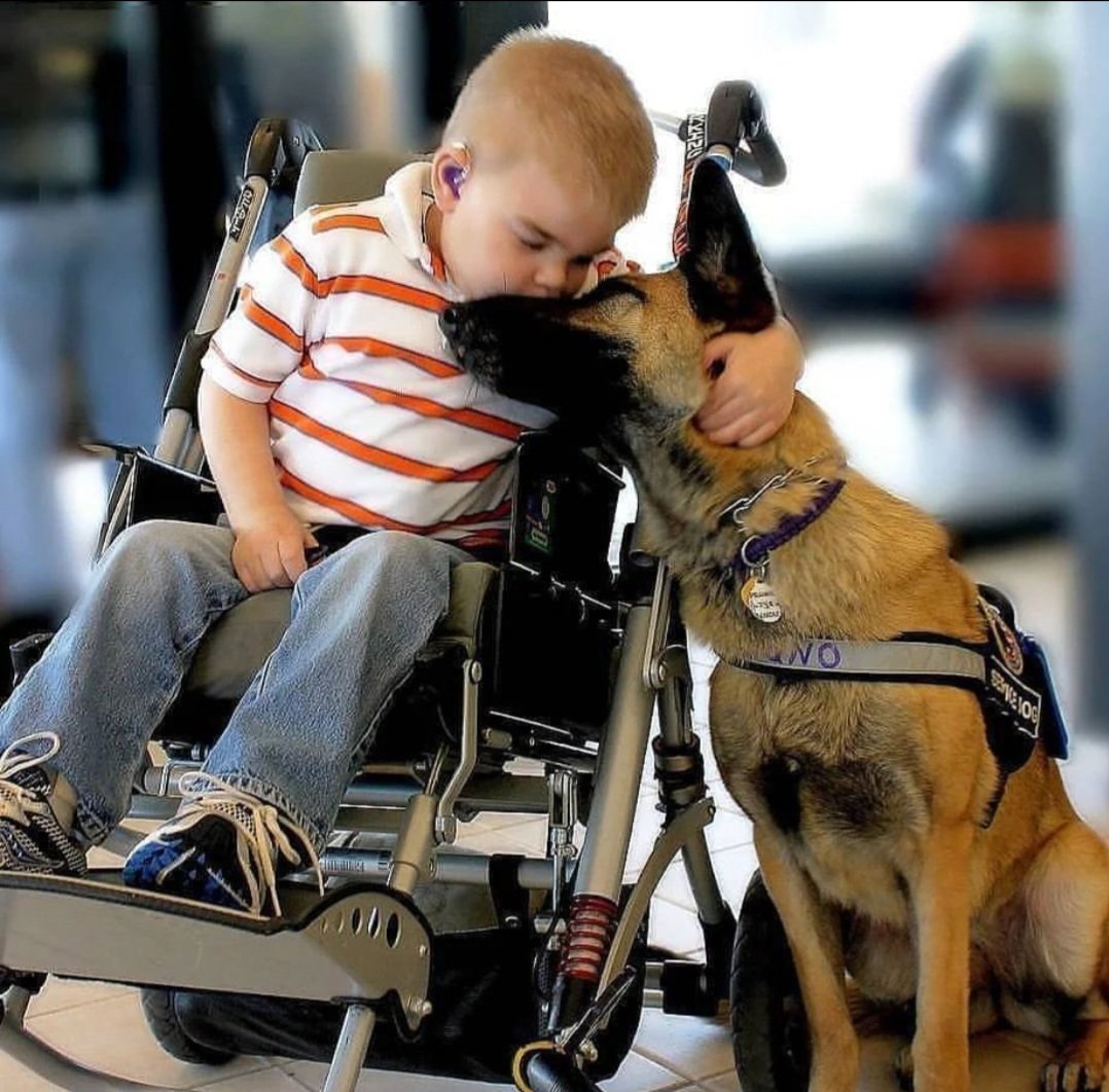 love is the universal language ❤️🐕 No words needed.......
#German_shepherd #dog #lovedog
#gsddogs