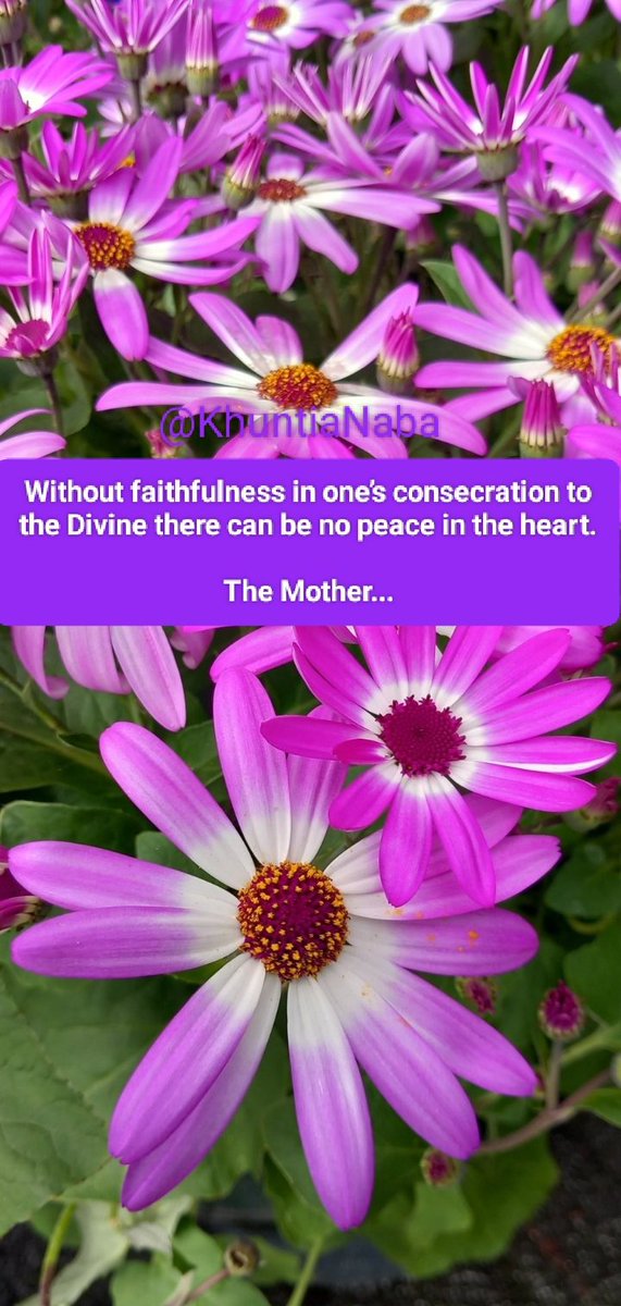 Without faithfulness in one’s consecration to the Divine there can be no peace in the heart.

The Mother...

#SriAurobindo 
#TheMother