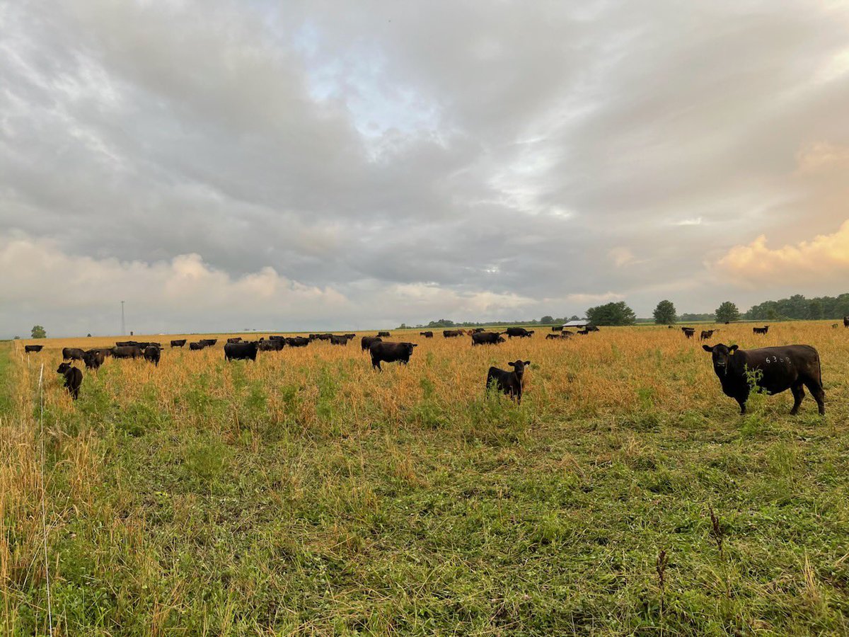 Remember to support your local beef producers this National Beef Month! I am so thankful for all of the hardworking farmers and ranchers in Illinois’ 15th District!
