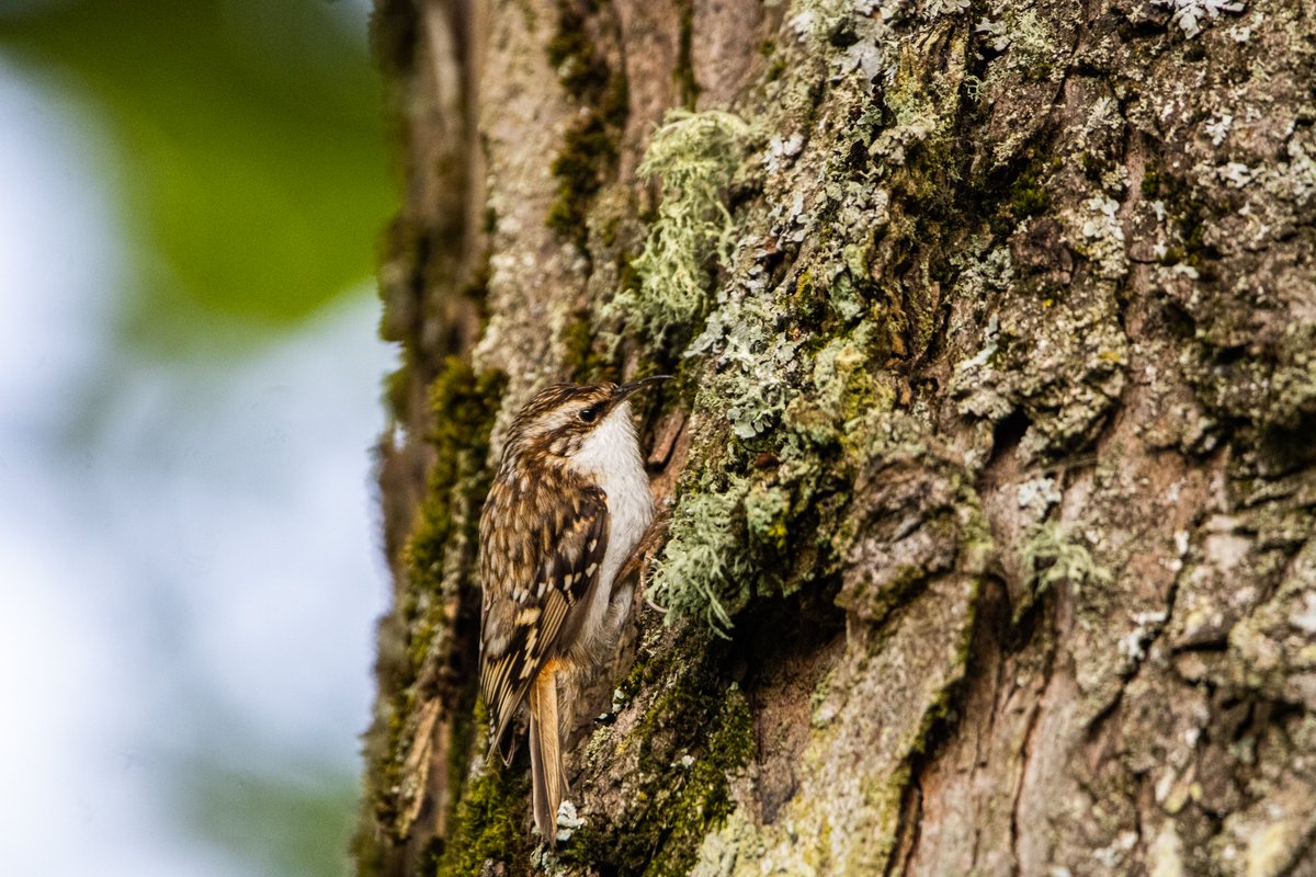 Caught in a moment of quiet curiosity, a Eurasian tree creeper paints the trees with its graceful presence.

Name of bird: Eurasian Tree Creeper
Equipment: Canon 2000D, Sigma 150-600mm
#birdphotography #naturephotography #canonphotography #wildlifephotographer #sigmalens