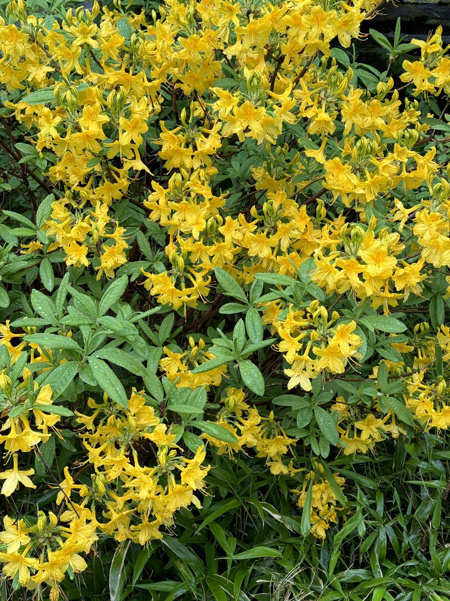 I love Rhododendron luteum, the yellow azalea, for its beautiful yellow  flowers and their scent which is often carried in the breeze. It even has  good autumn leaf colour.