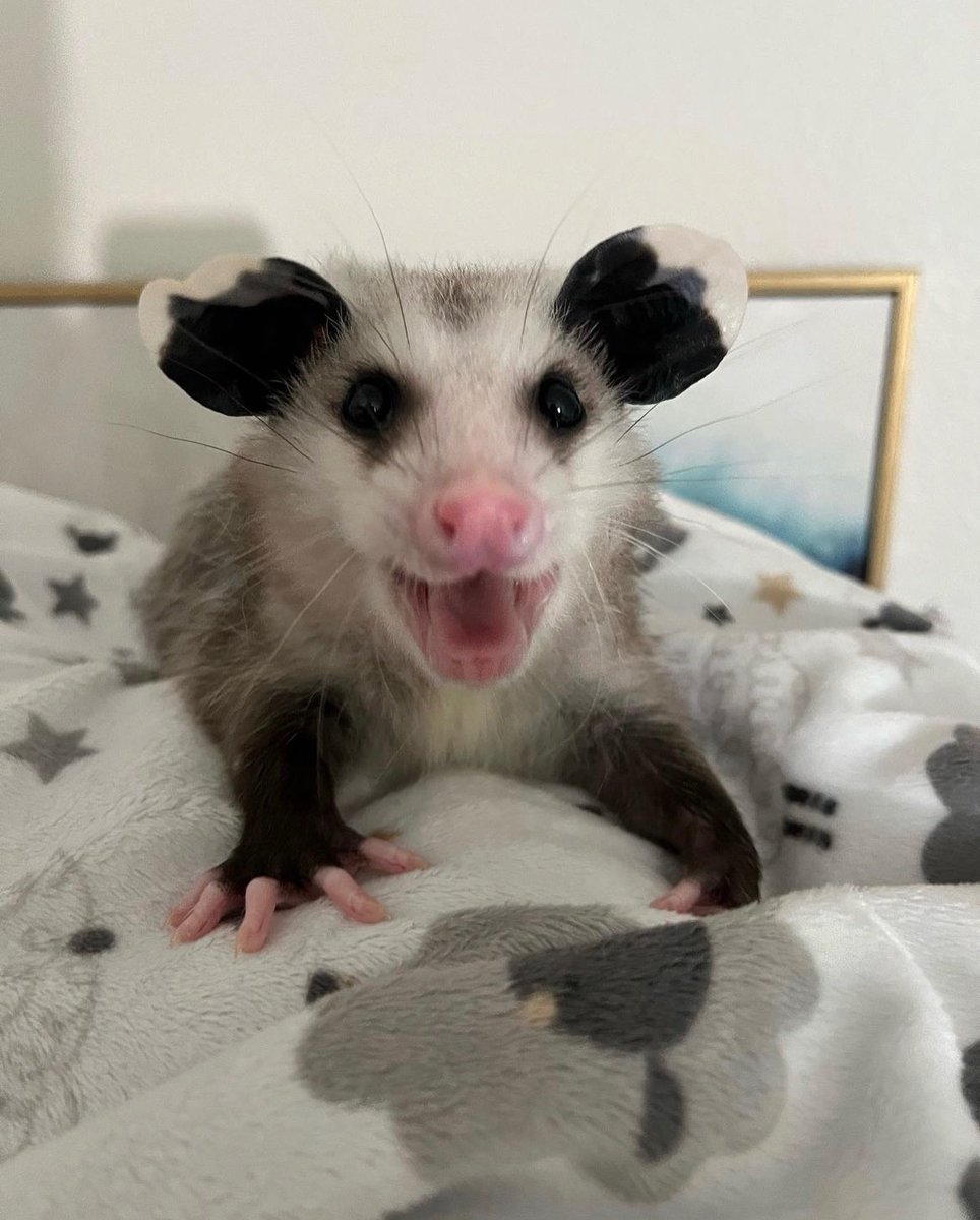 There is an opossum staring at you right now.