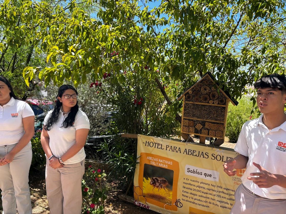 nstalan alumnos de Cobach Sonora “Hotel para abejas solitarias” entregrillosychapulines.com/?p=252141