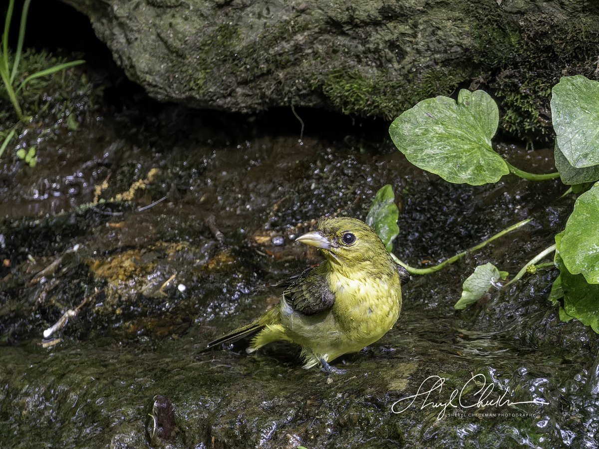 I lucky to catch this beautiful Scarlet Tanager above the Bathing Rock in nice light on Saturday afternoon. A female later came down for a bath. #scarlettanager #springmigration #birdcpp