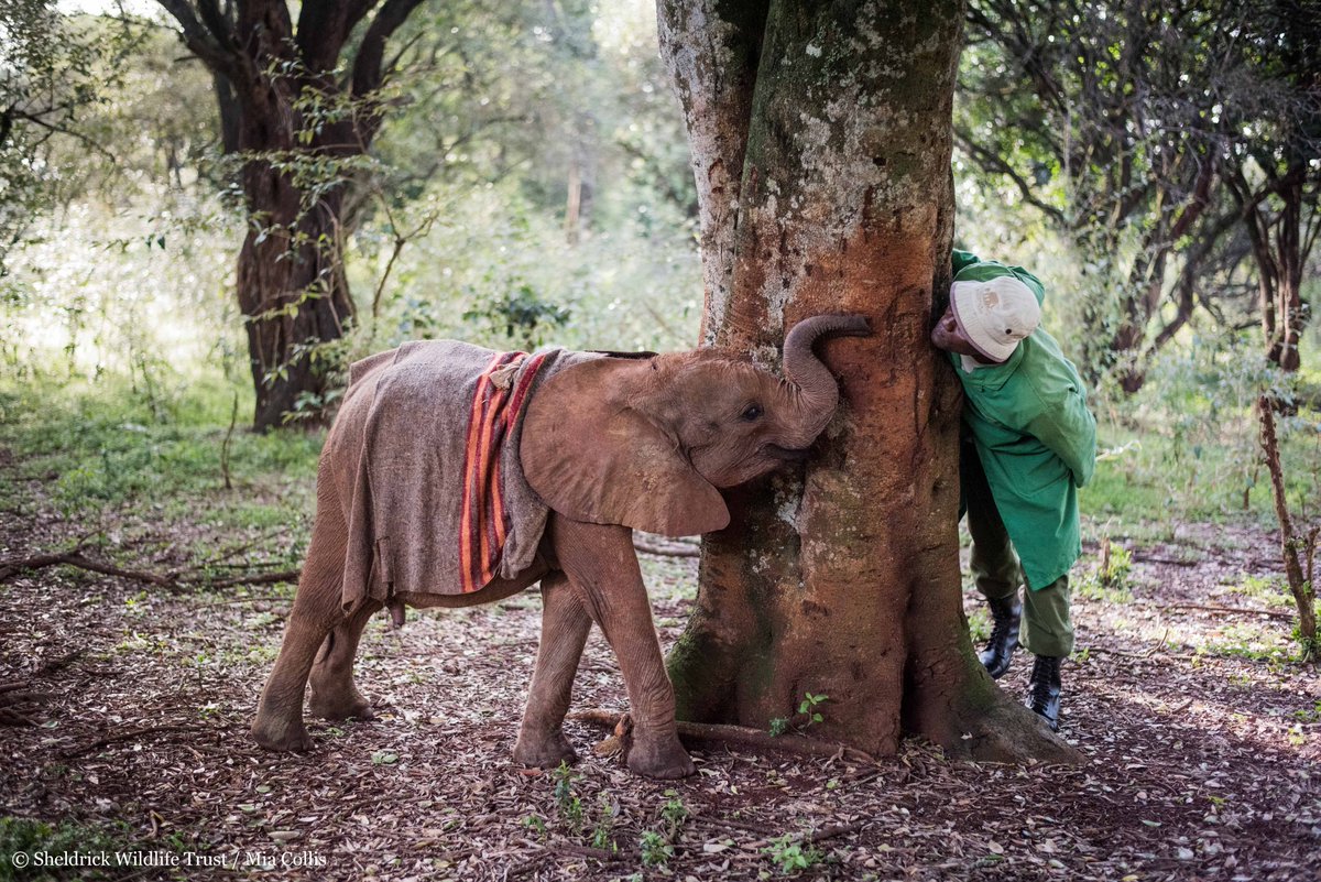 Baby elephants are as fragile to the elements as they are robust in their game play. Emotionally sensitive & highlight intelligent, orphaned elephants require considerable love, support, and kindness - that's where our dedicated & compassionate Keepers come in!