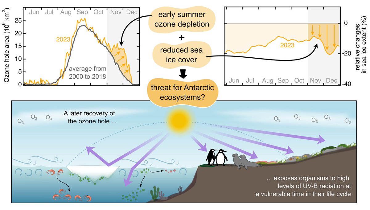 MINI REVIEW Extended ozone depletion and reduced snow and ice cover—Consequences for Antarctic biota 📄 onlinelibrary.wiley.com/doi/full/10.11… @Antarcticmoss @UOW @saef_arc @LauraRevellNZ @UNEPozone @roy_mack @RacheleOssola