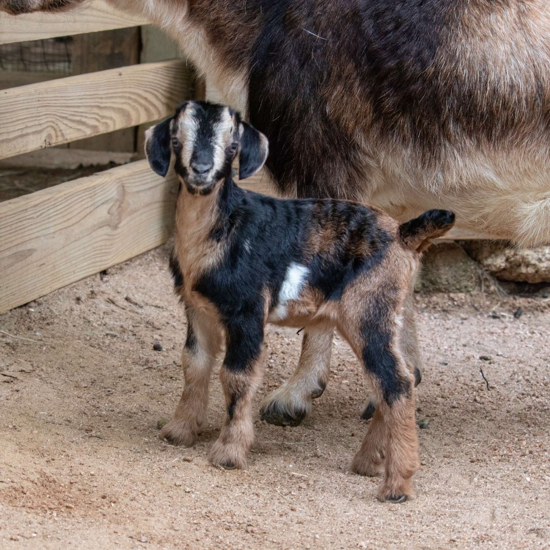 New 🐐 kiddos. Our Arapawa goat mama, Daisy, welcomed two beautiful baby boys to the herd on May 4, and they are already stealing hearts at the Goat Yard! 😍 #DallasZoo #NewKidsOnTheBlock