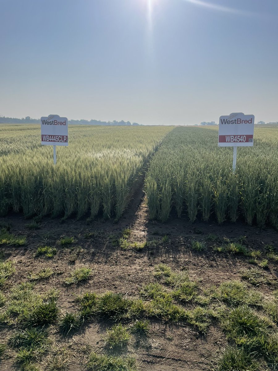 ablubaugh84's tweet image. With the drought you find the ones that handle it the best. These two new @WestBredWheat varieties have the adaptability, yield and disease package to go with it. New WB4445CLP and WB4540 awnless line. High tillering will make them excellent grazing varieties as well