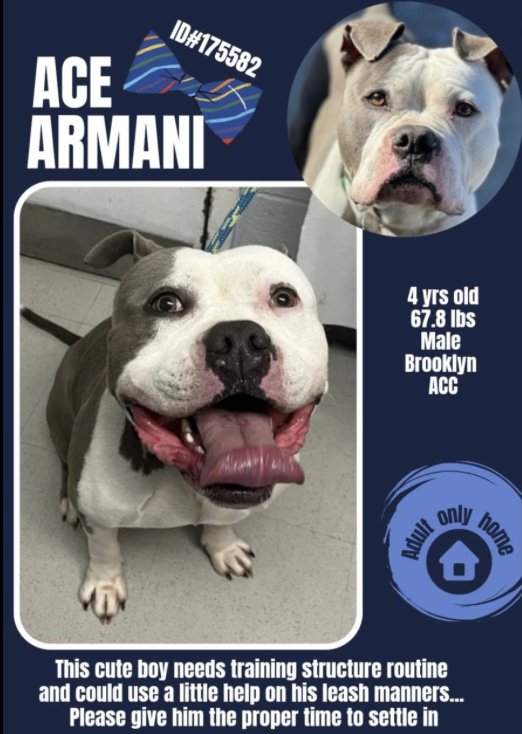 💔Ace Armani💔 #NYCACC #175582 4y ▪️To Be Killed: 5/16💉 ▪New Hope Rescue Only ▪To #Foster: ▪️Pls DM: @notthesameone2 Or ▪Pls Email: Nycdogslivesmatter@gmail.com + FB facebook.com/media/set/?set… ▪Live in N.East ▪No kids under 13 Tysvm 💗Ace Armani