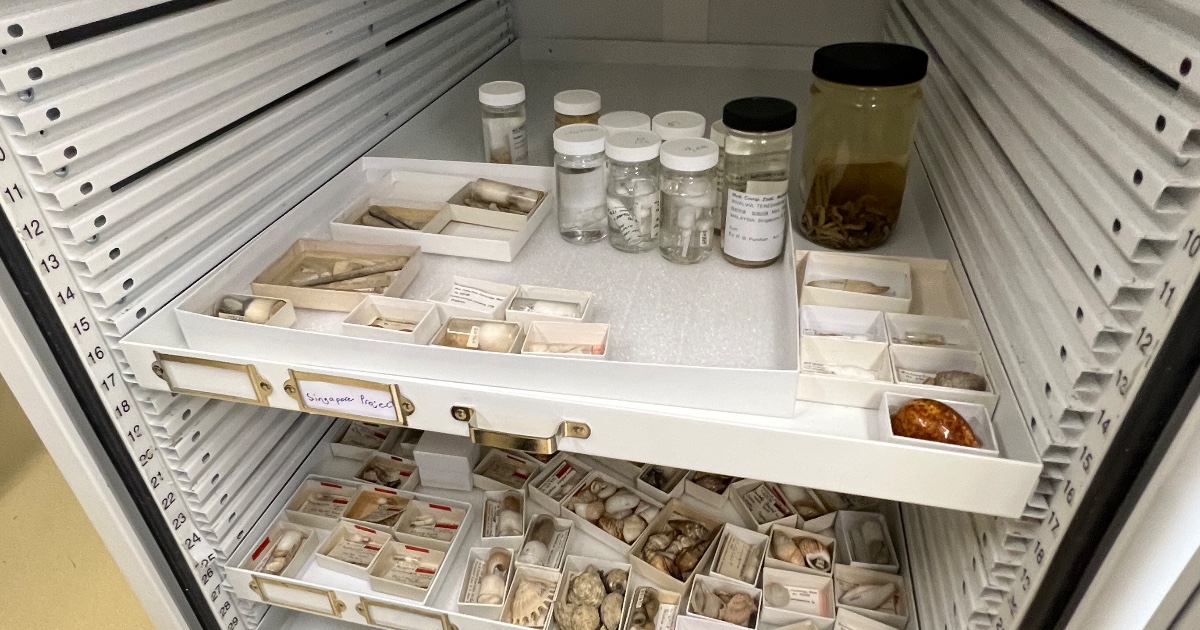 Collections staff have been busy gathering specimens for @signifynathist a project to digitize and document 10,000 specimens collected from Singapore over the last 200 years that are currently housed in museums worldwide. Of interest in malacology were 120 lots. More info soon!