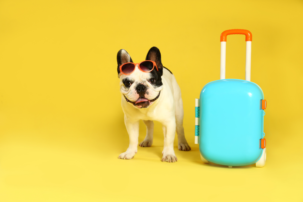 Attention all pet parents! If you're Traveling with your furry friends, don't forget that they can't go through the X-ray. Keep them close and walk through security, keeping their experience as stress free as possible. #TSA #PetTravel #TravelTips