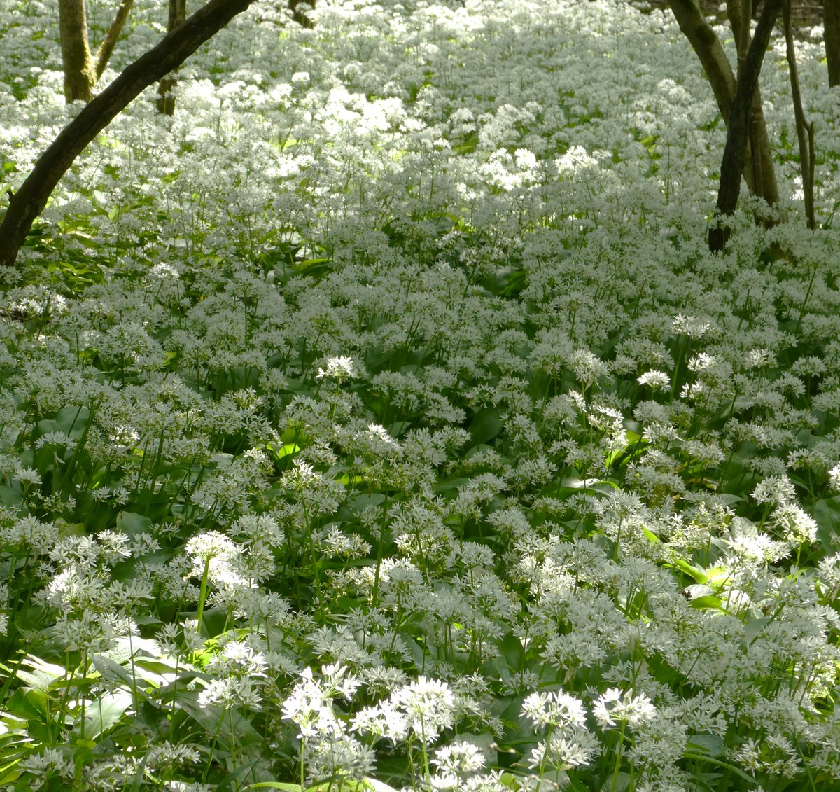 A new woodland walk & a glorious snowfall of wild garlic 🤍 Delighted to learn that the name Ramsbottom comes from the Old English for wild garlic 'hramsa' (from which we get the name ramsons) + 'valley bottom'. (Hat tip to @michael16501832!)