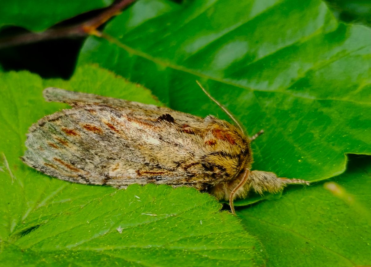 Recent moths from my garden trap here in West Somerset. Buttoned Snout, Alder Moth, Muslin Moth, Great Prominent. First two new for the garden.