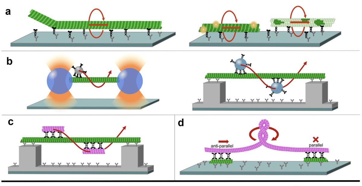 Happy to announce that our review article with @LauraMeissner12 on 'Helical motion and torque generation by #microtubule motors (#kinesin and #dynein)' is out #OpenAccess authors.elsevier.com/sd/article/S09…