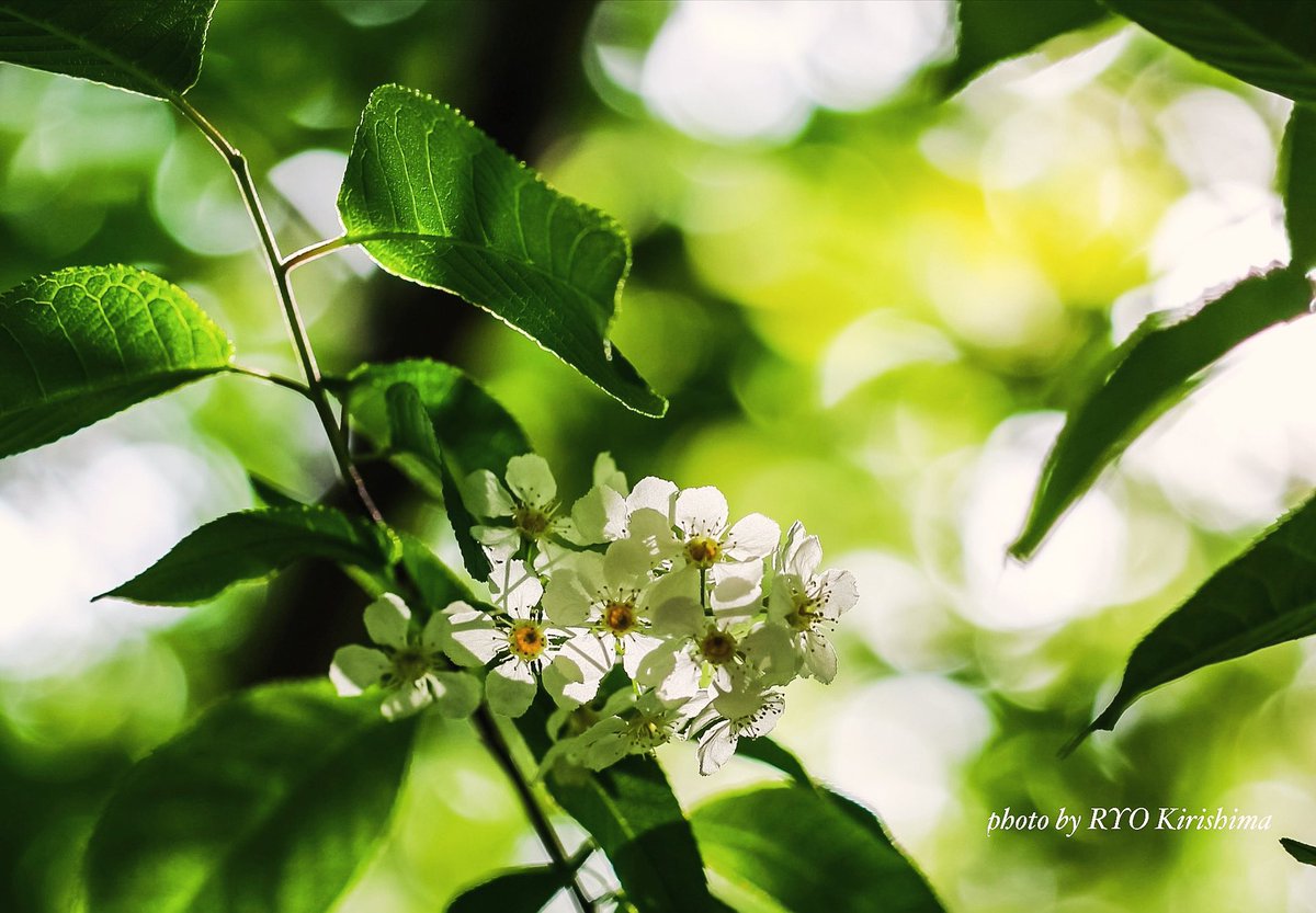 わざわざ陰に潜り込んで、逆光にする。
透かしたいんだもん！

#北海道大学植物園 #エゾノウワミズザクラ #花 #カメラ散歩 #photo #flower #nature #写真撮ってる人と繋がりたい #花好きな人と繋がりたい #ファインダー越しの私の世界 #レンズ越しの私の世界 #キリトリセカイ #ダレカニミセタイハナ