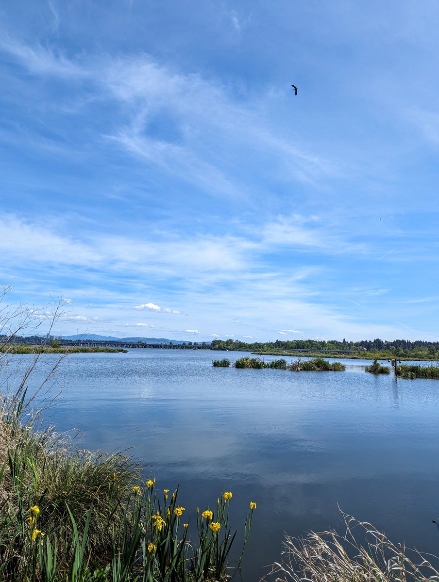 Beautiful day in Montlake