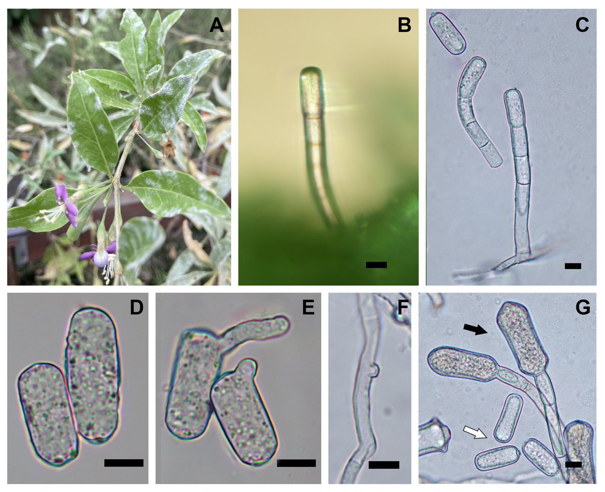 Karina Elfar tweet media