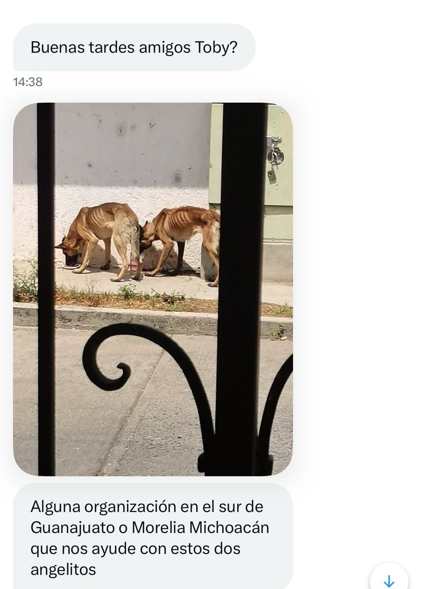 SOS!!
Alguien al sur de Guanajuato o en Morelia que pueda ayudar a estos perritos? Los abandonaron ayer en la noche como basura 😡😡😡😡
Se ubican en Valle girasoles, para más Info por MD por favor ayúdenos a difundir!!