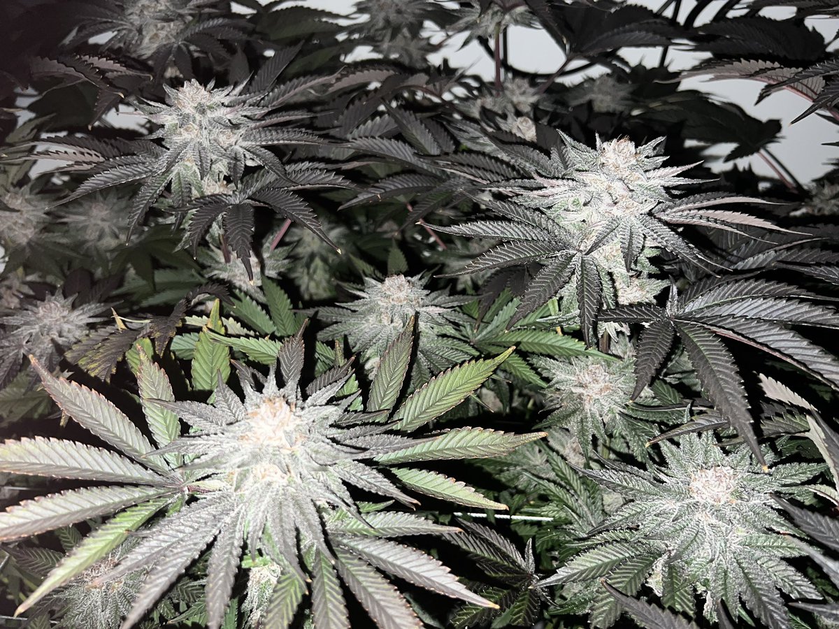 ThatHydroCouple's tweet photo. Rainbow Rush showing us what hard work and dedication can achieve! 🌱💎 Grown in DWC, week 8 of flower and thriving. Keep pushing and watch your efforts bloom! #CannabisCultivation #GrowLife #DWC #RainbowRush #Motivation #growyourown https://t.co/e2pwujvWSS