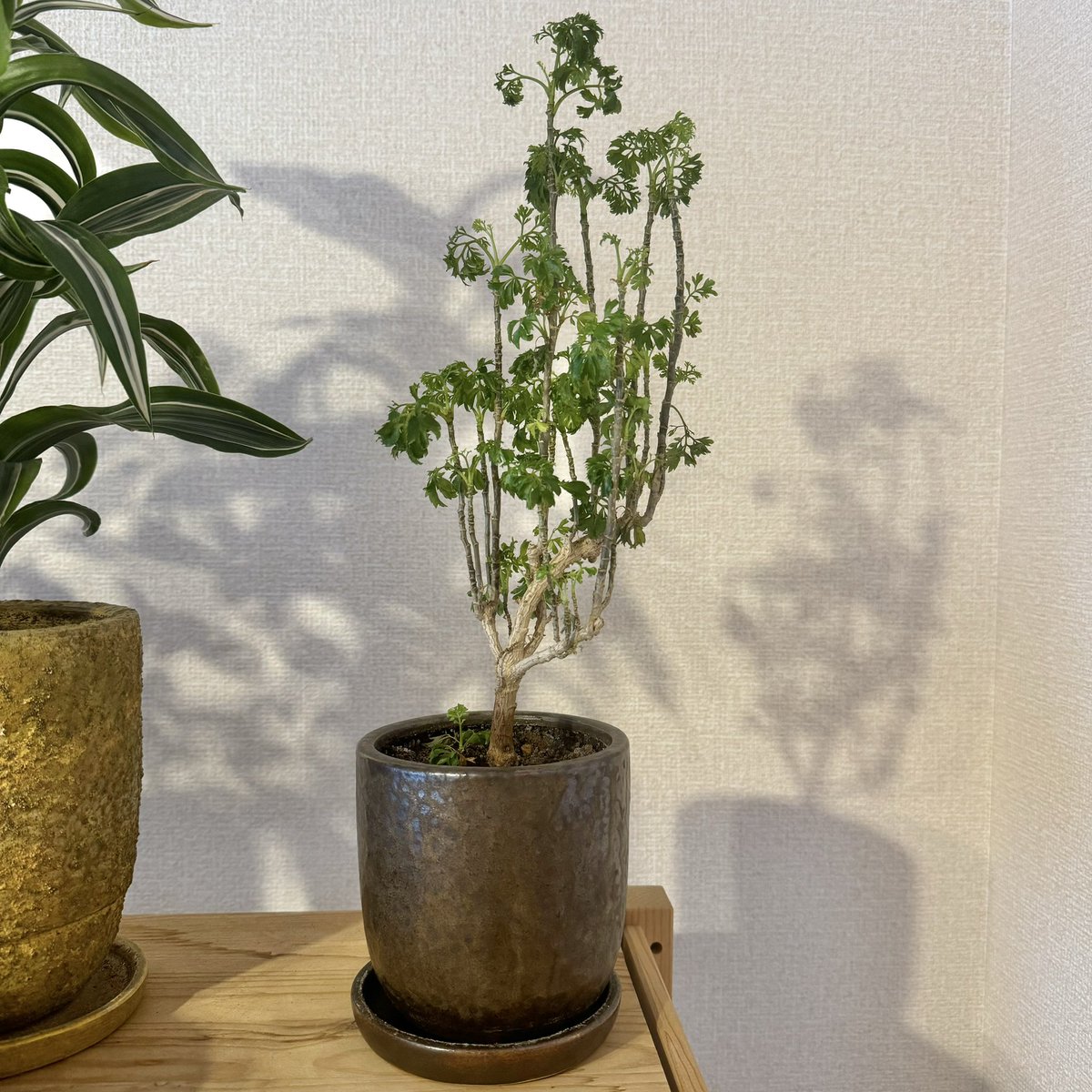 tunneltaro's tweet photo. ポリシャス、かなりスカスカになってしまいました。

#観葉植物 #ポリシャス #ポリキアス #polyscias #タイワンモミジ #台湾モミジ #foliageplant #houseplants #greenplants #indoorplants #観葉植物のある暮らし #グリーンのある暮らし #緑のある暮らし #植物のある暮らし https://t.co/fQVpBU261h
