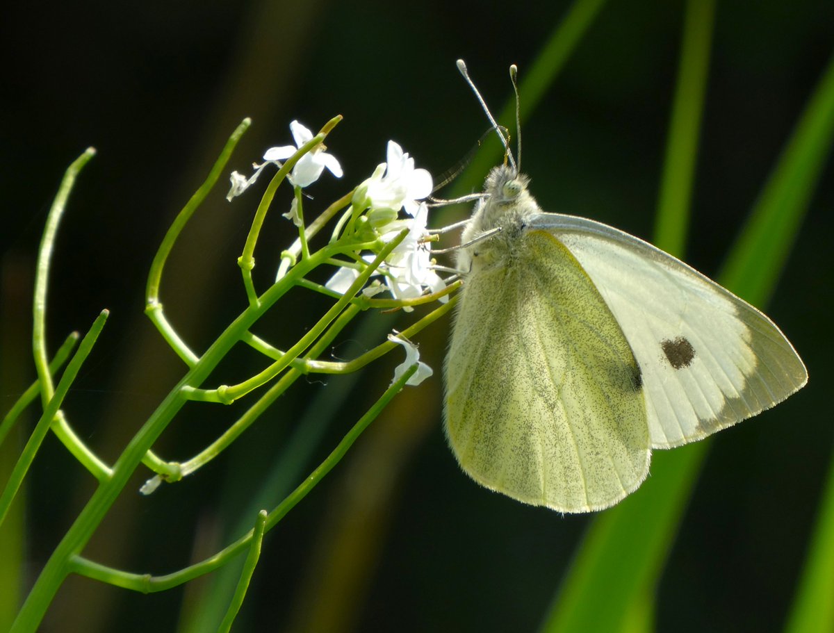 Large white nectaring on garlic mustard 🤍🦋🤍 Garlic mustard is an edible plant with a bit of a kick (as the name suggests). It is also an important caterpillar food plant (esp. for orange tips) & goes by the lovely folk name of Jack-by-the-hedge 💚🤍💚 #FlowersOnFriday