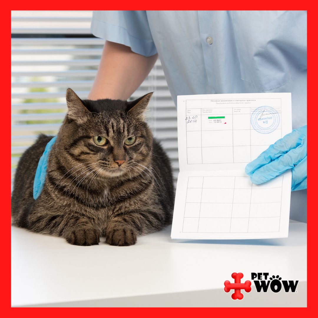 Keep your pets' vaccinations and medical records organized and easily accessible. That way if there's an emergency and your #veterinarian asks you questions, you'll be prepared. #petparents #pethealth