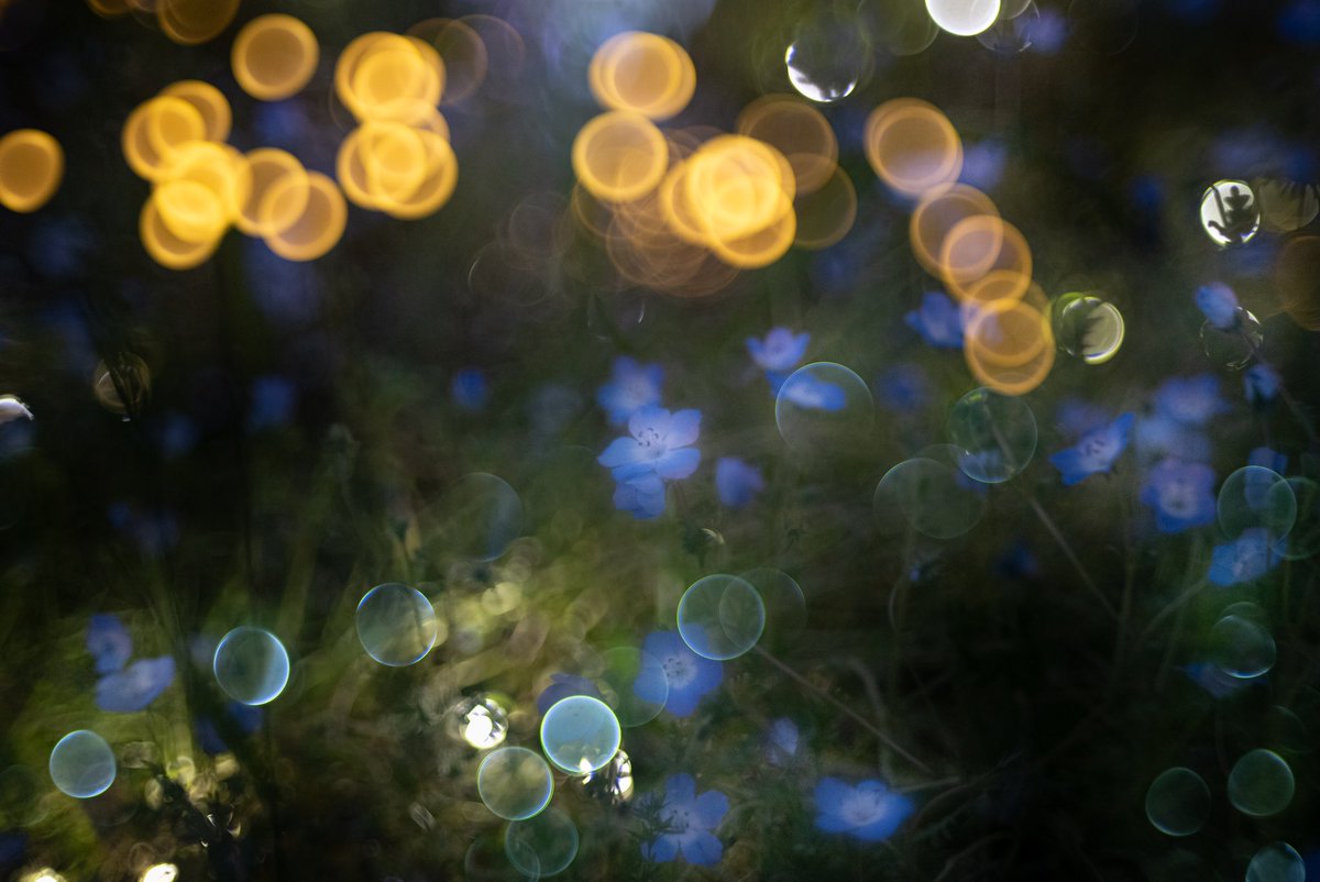 ネモフィラと球ボケ
#東京カメラ部
#写真で伝えたい私の世界
#nikon
#東京 
#舎人公園 
#ネモフィラ 
#春 
#花 
#igers
#instagood
#spring 
#flower 
#多重露光 
#オールドレンズ 
#supertakumar50mmf14 
#oldlines 
#beautiful 
#japan 
#flower
#nightphotography 
#ライトアップ