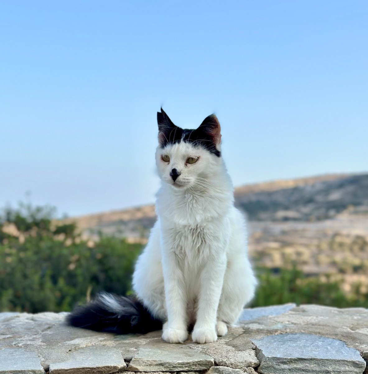 The much-loved Hattie is a spayed female and one of the Aegean cats who we care for on this tiny Greek island.
You can help the #cats on Iraklia by making a small donation to fund life-saving medicines, neutering and food all year round. Purr!
#CatsLover 
gofundme.com/f/cats-of-irak…