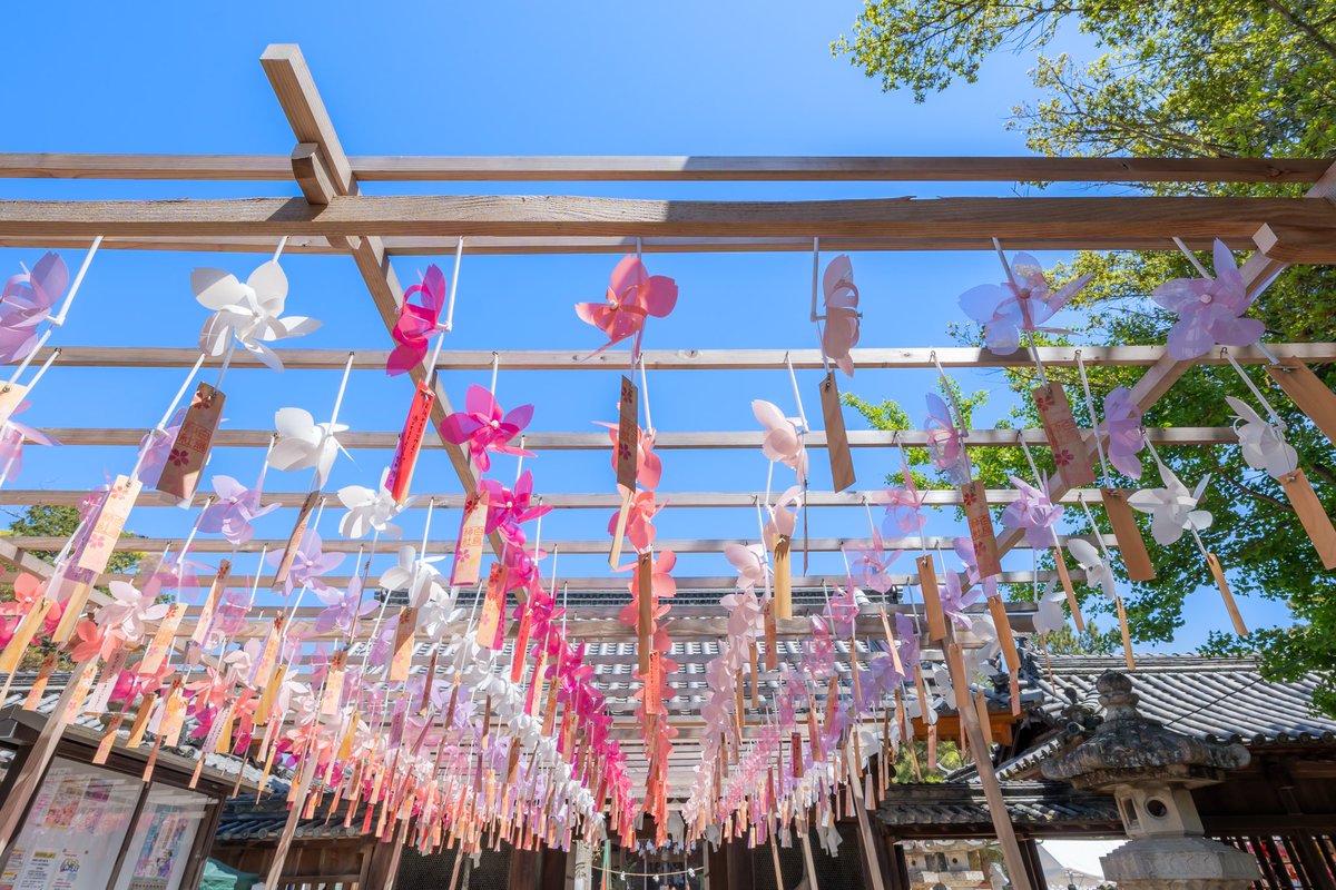 桜色を模したかざぐるまトンネル✨
#白鳥神社 
#かざぐるま 
#神社巡り 
#写真好き 
#キリトリノセカイ 
#photoftheday 
#pinwheel 
#japanlandscape 
#shirotorishrine