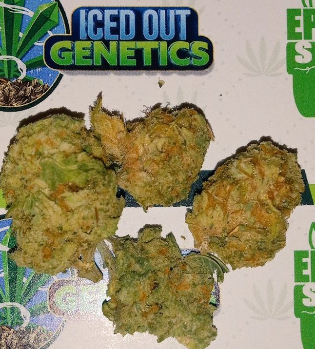 Try a sample of Cookie Breath by @icedoutgen and @SeedsEpitome check out their website, you can get a sample mailed to you! The ship very fast! #420life #420friendly #cannabisindustry #cannabis #weedmob #weedstore #weedlovers