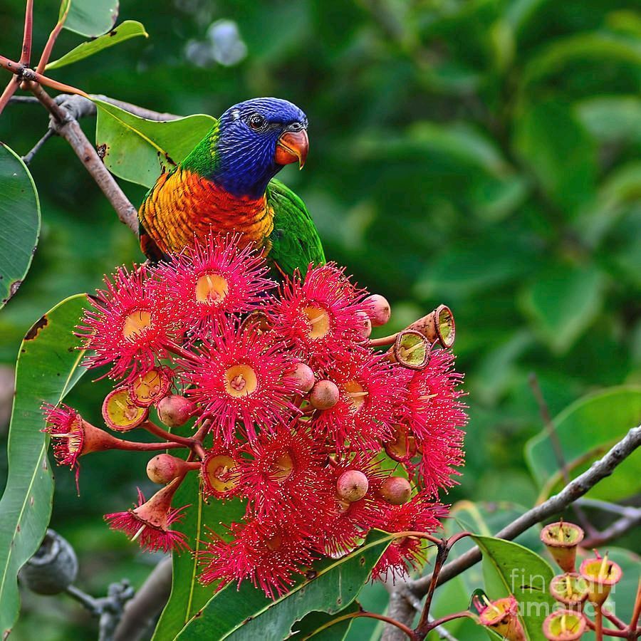 #Lorikeet And #GumNut #Blossoms By Kaye Menner #Photography Wide variety #Prints & lovely #Products at: bit.ly/44XkbVD #Art #BuyIntoArt #AYearForArt #Artist #FineArtAmerica