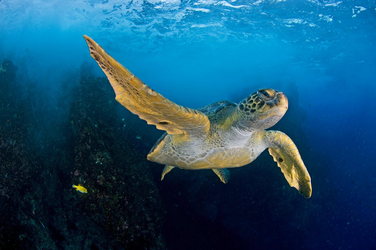 Una tortuga verde (Chelonia mydas) nadando cerca de la Isla del Coco. 📍 Costa Rica. 📸 Enric Sala