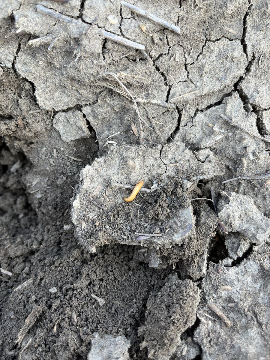 Found this guy on soil surface,assuming it’s wire worm on recently seeded durum.Wiggles very little,looks to be damn near done,maybe got a taste of seed treatment.