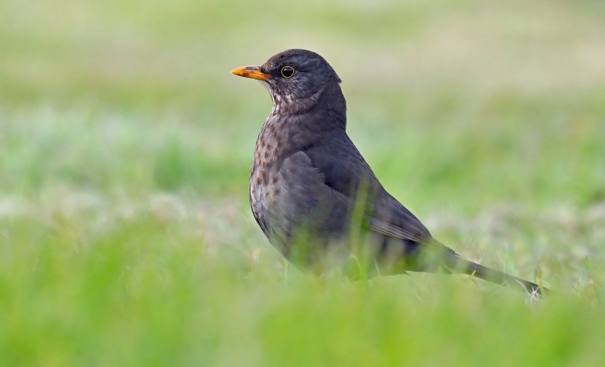 Female Blackbird in my Somerset village recently. 😊 Yes, I was laying on the ground..... I'm sure that it takes me longer to get back up than it used to... 😒😅🐦