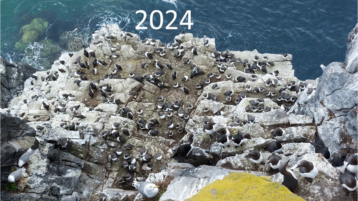 What has happened to all the Isle of May guillemots? The first egg was the latest ever but adjusting for that we should still be peak laying now and the cliffs are terrifyingly empty. Even those that have laid don't seem committed and are losing their eggs at an alarming rate.1/2