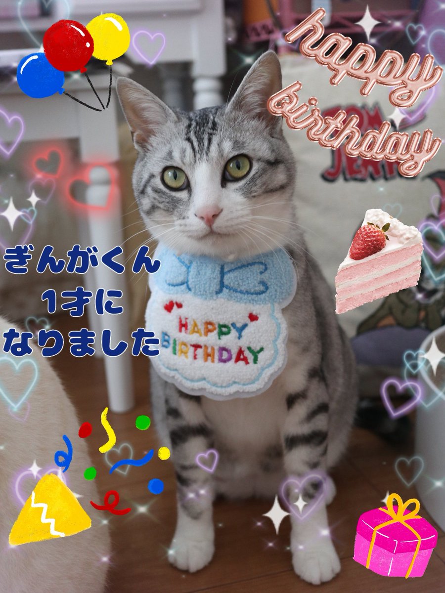 おはようございます·͜· ❤︎🌱✨

今日はぎんがくんのお誕生日🎂✨
家族になってくれてありがとう🩷
 #誕生日おめでとう  #Happybirthday
 #猫がいる幸せ  #CatsOnX