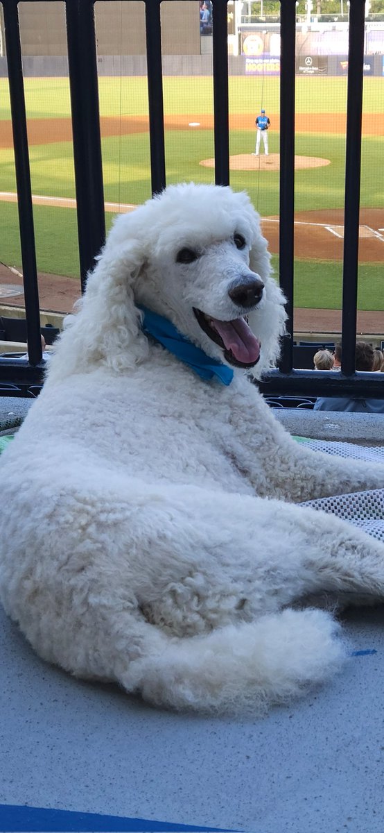 I'm at @TampaTarpons vs @The_Marauders!

#BarkInThePark