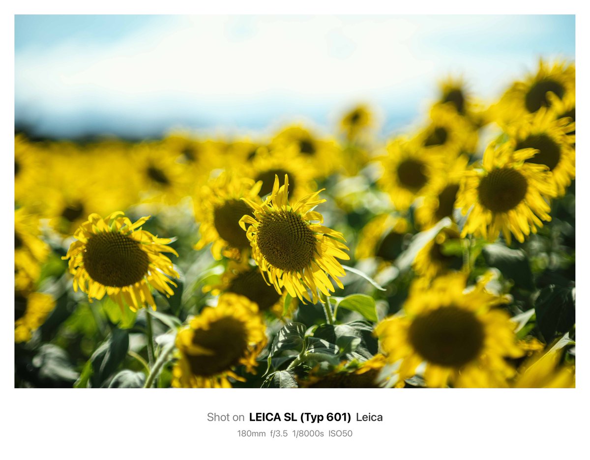 #撮って出し

真夏の太陽

Leica SL type601
Leica Summicron-R 35mm F2

#スナップショット #snapshot #ひまわり #sunflower #花の海 #山口県