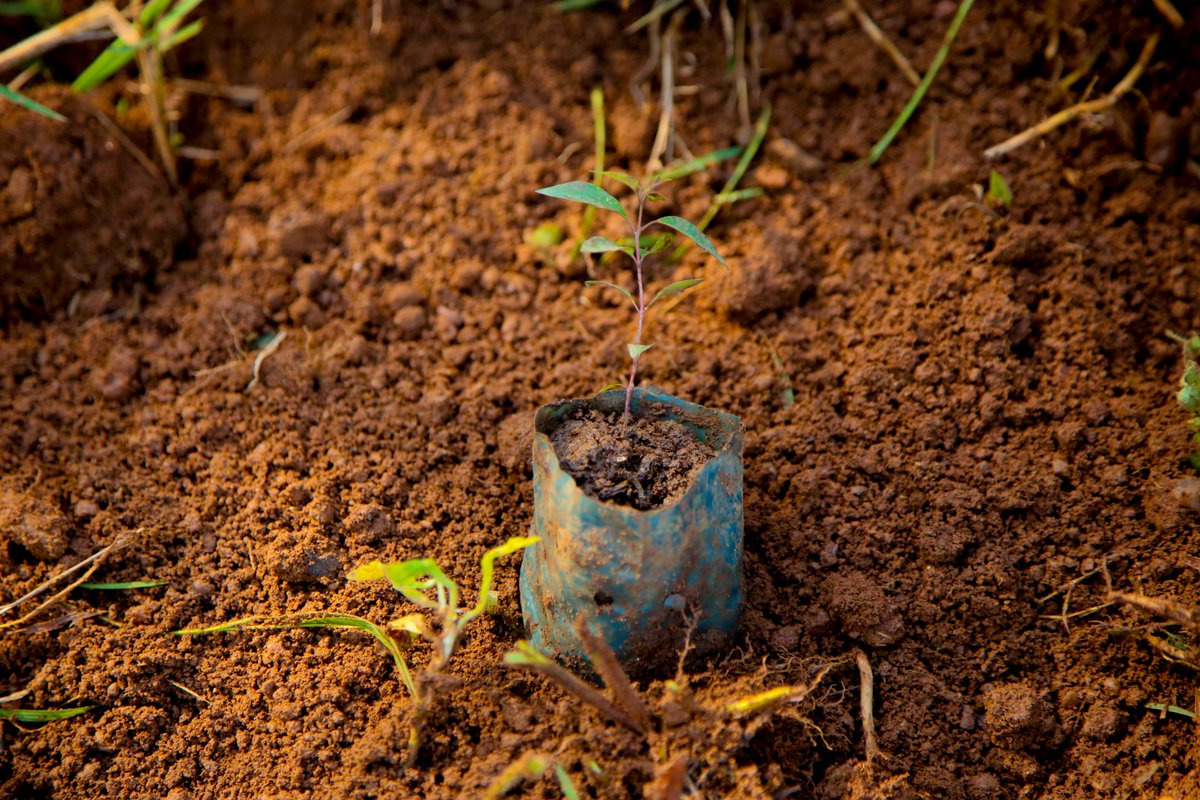 🌳 APEFA is proud to share that we have planted over 24 million trees in Rwanda, advancing our goal of ensuring sustainable land management practices and resilient ecosystems! Thank you for supporting our mission! 
#EnvironmentalImpact #TreePlanting