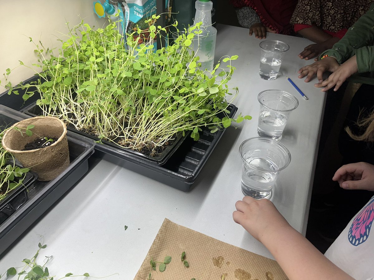 We harvested our speckled peas today🌱 The students learned how to harvest vegetables and the importance of washing things before eating it!