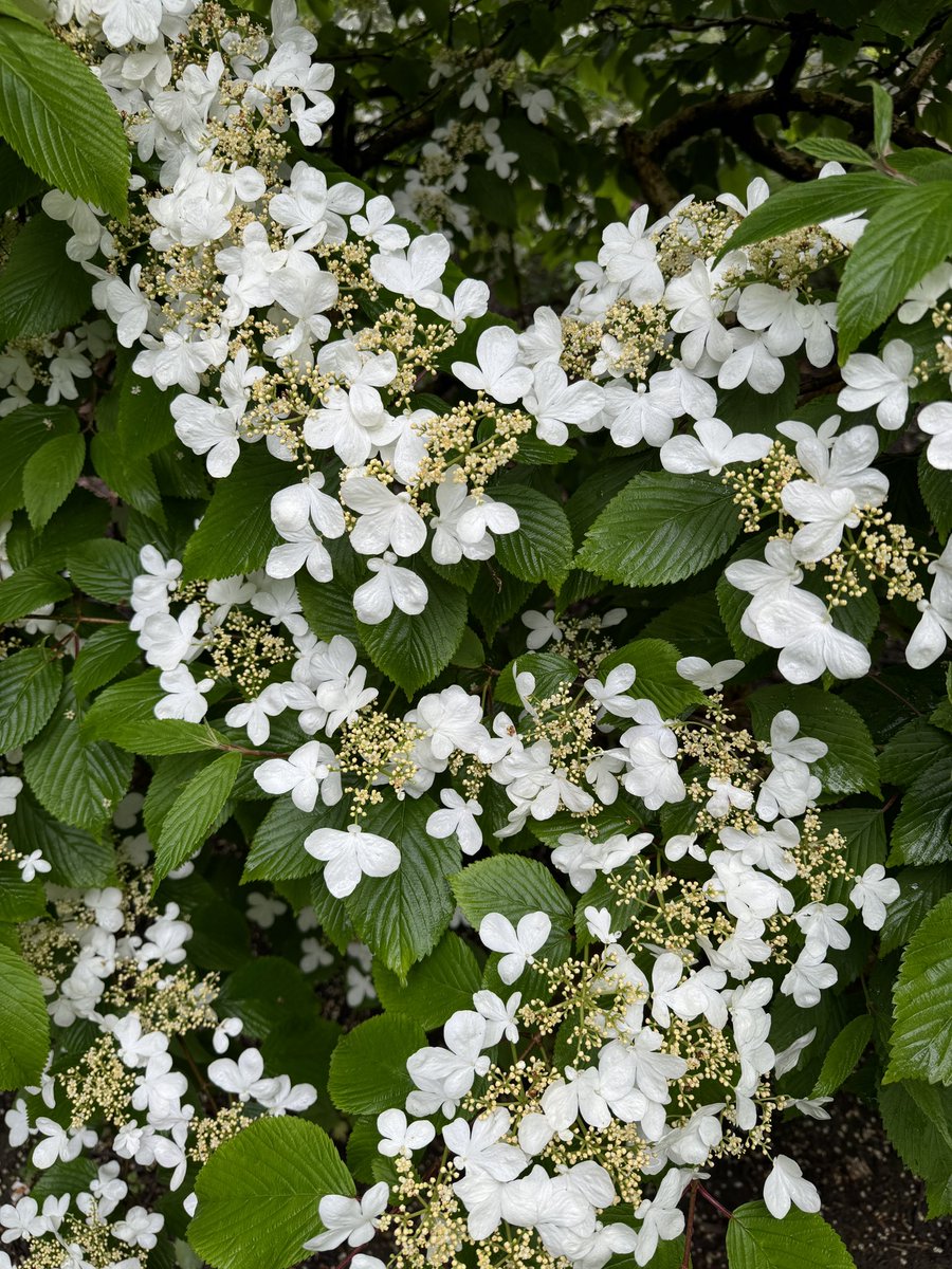 Viburnum plicatum looks beautiful this time of year. The flowers almost cascade down the deep green leaves. I really like the effect produced by the mix of the tiny yellowy-gold fertile flowers and the showy white sterile flowers.