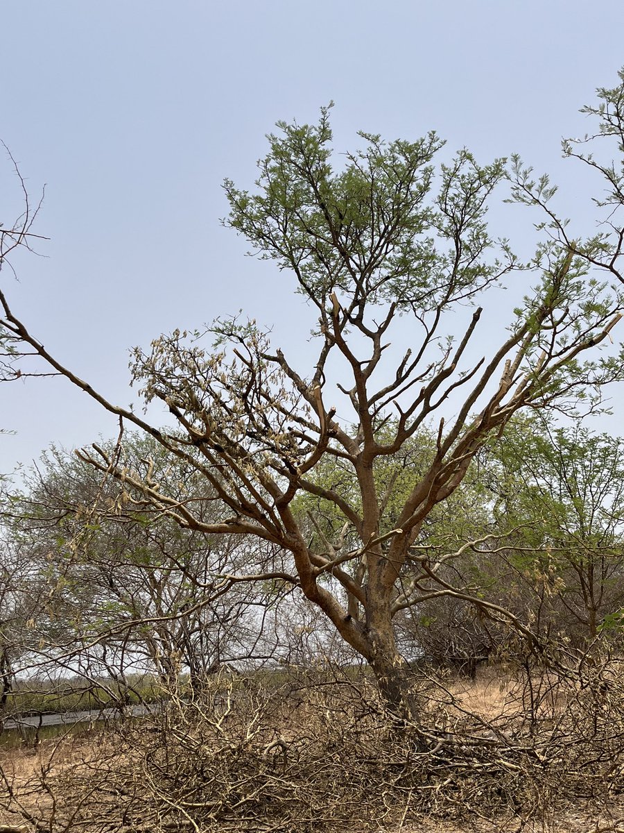 #MinisterialTour
 Expressing deep concern, Minister John-Manjang has condemned the indiscriminate cutting down of trees for animal grazing, especially by herdsmen beyond the country's borders, and for charcoal burning in Sandeng and Brinkamading in LRR.
#StopTreeCutting