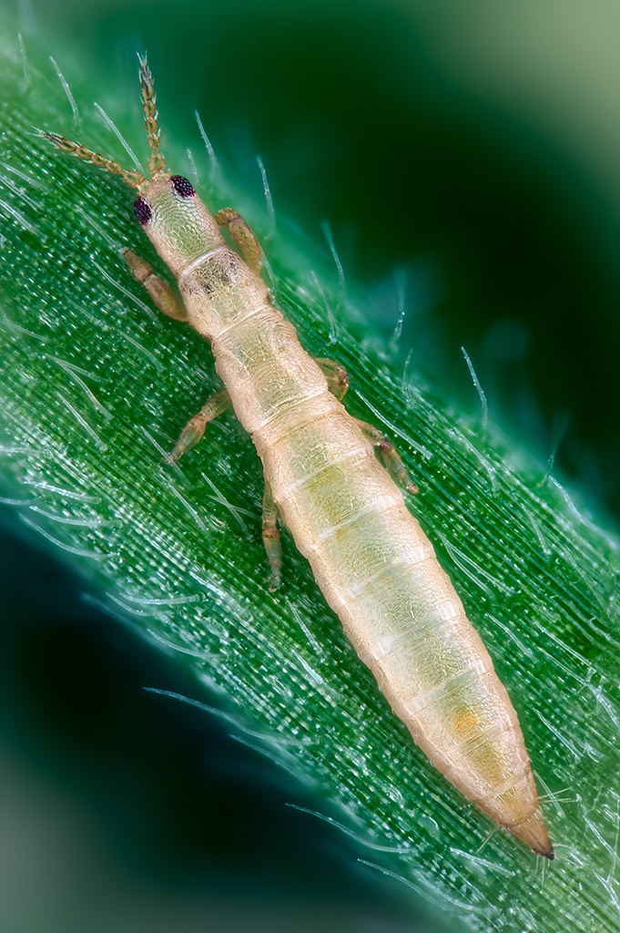 Aptinothrips elegans (female). It is a thermophilic #thrips found on different grasses.