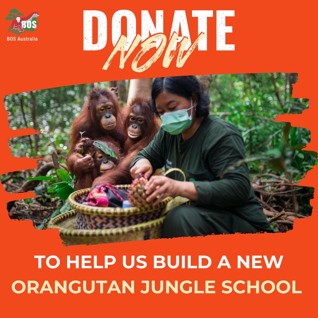 Calling all #OrangutanJungleSchool fans and those who want to help our little #orphaned #orangutans!

We need to build a new Orangutan Jungle School!

bit.ly/New-Orangutan-…

Please #DonateToday to ensure the future of our unique #ForestSchool!

#SaveOrangutans