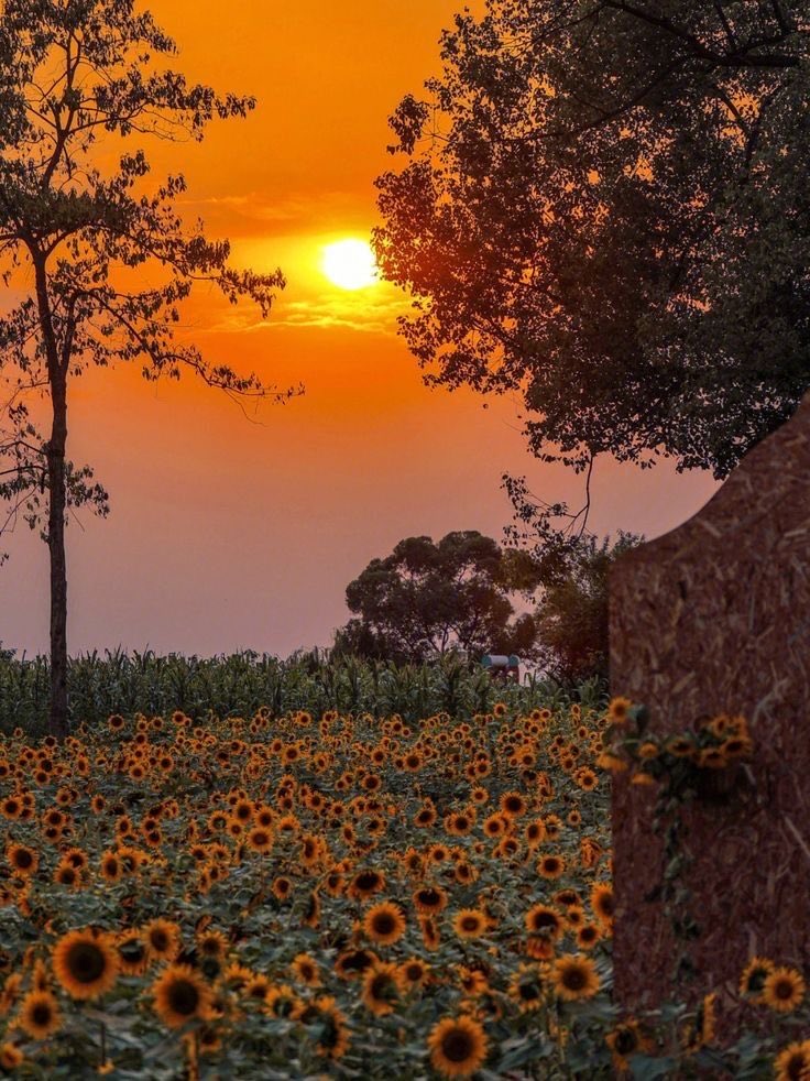 sunflower & sunset