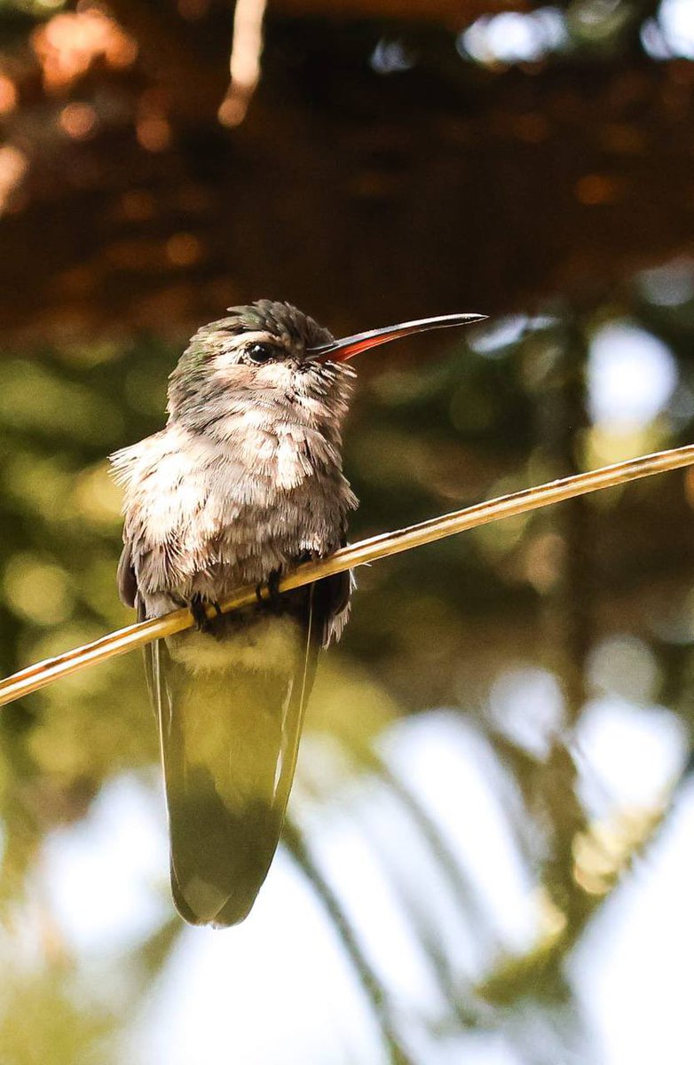 En casa de campaña nos visitó un colibrí y dicen son mensajeros de buenas noticias. ¿Ustedes qué opinan? #Alfonsox2 ✌🏻