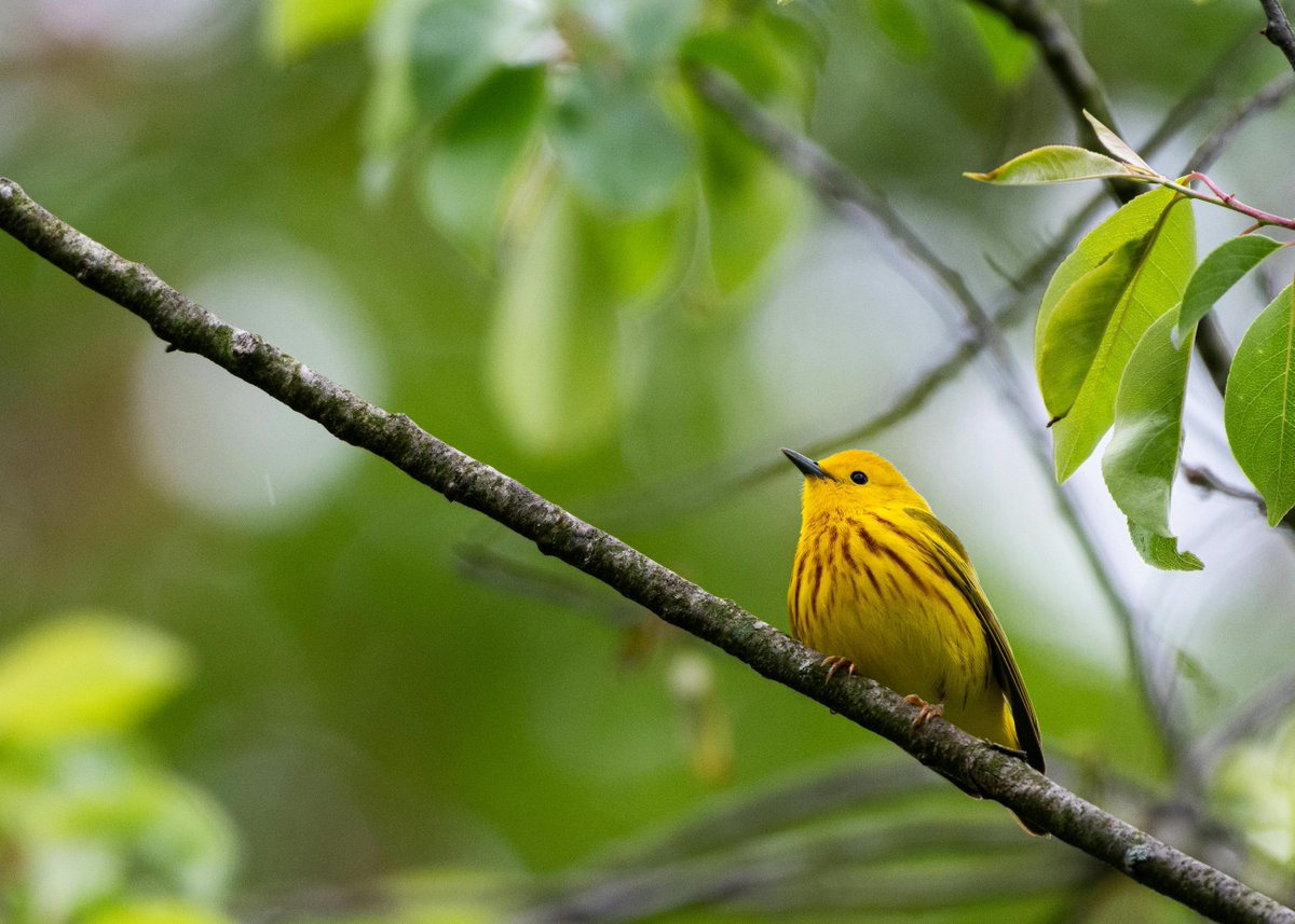 Yellow warbler 💛 #BirdsSeenIn2024 #NatureWonders